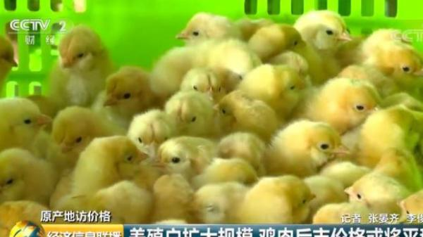 還能愉快“吃雞”嗎？央視記者調查 清遠雞零售價上漲3成，食用農產品零售市場異動